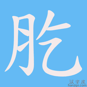 《肐》的笔顺动画写字动画演示
