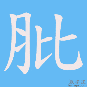 《肶》的笔顺动画写字动画演示