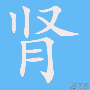 《肾》的笔顺动画写字动画演示