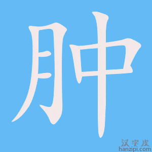 《肿》的笔顺动画写字动画演示