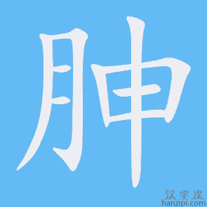 《胂》的笔顺动画写字动画演示