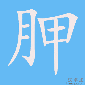 《胛》的笔顺动画写字动画演示