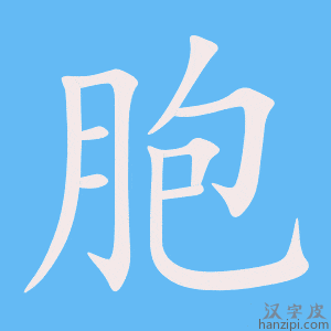 《胞》的笔顺动画写字动画演示