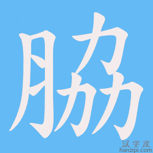 《脇》的笔顺动画写字动画演示