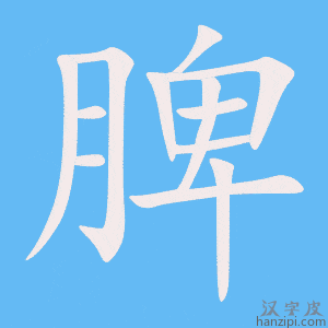 《脾》的笔顺动画写字动画演示