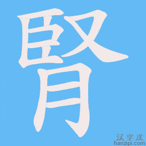 《腎》的笔顺动画写字动画演示