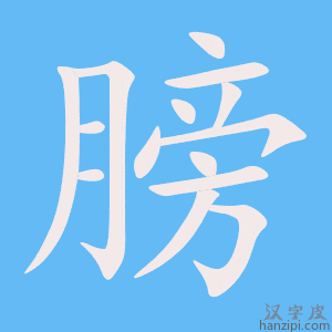 《膀》的笔顺动画写字动画演示