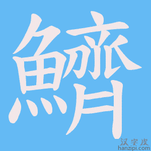 《鱭》的笔顺动画写字动画演示