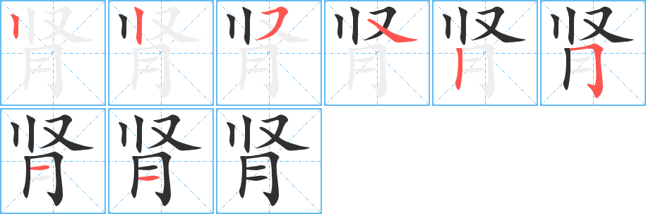 《肾》的笔顺分步演示（一笔一画写字）