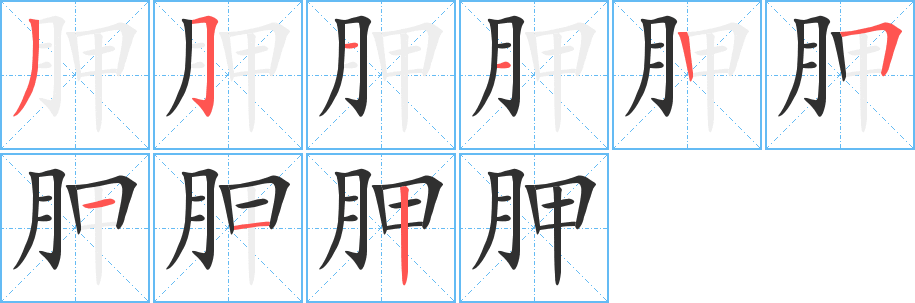 《胛》的笔顺分步演示（一笔一画写字）