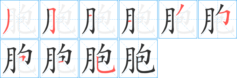 《胞》的笔顺分步演示（一笔一画写字）