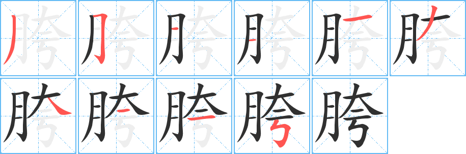 《胯》的笔顺分步演示（一笔一画写字）