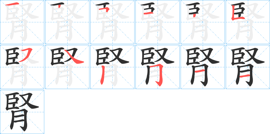 《腎》的笔顺分步演示（一笔一画写字）