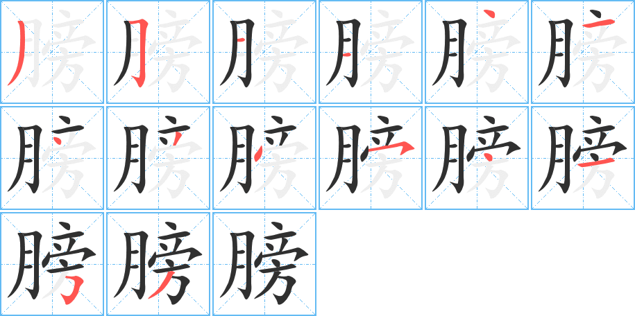 《膀》的笔顺分步演示（一笔一画写字）